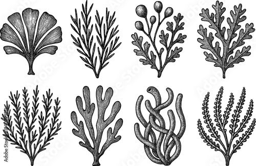 Ink drawn seaweed collection: intricate botanical marine designs for nature enthusiasts