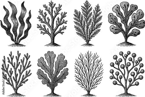 Vintage botanical seaweed collection in black and white ink art