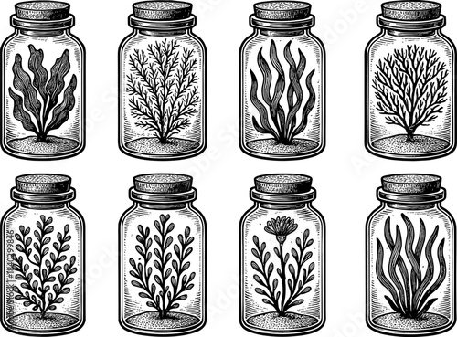 Vintage botanical jars collection featuring intricate herb and plant drawings