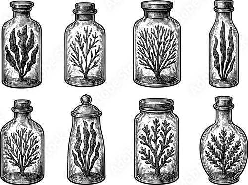 Vintage botanical bottles with seaweed and coral engravings