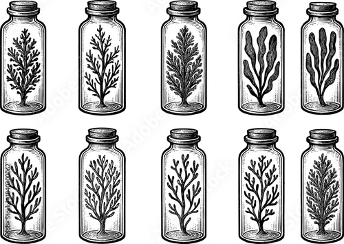 Vintage botanical engravings of seaweed in glass jars for apothecary decor