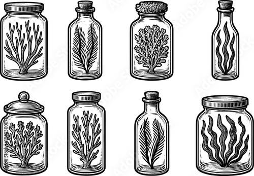 Vintage jars with botanical plants: engraved black and white collection