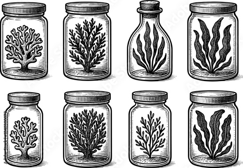 Vintage jars with seaweed and coral drawings in black and white engraving style
