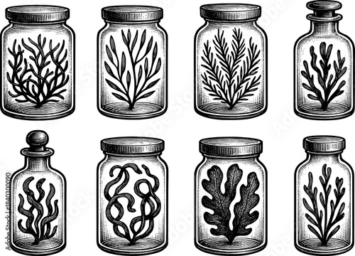 Vintage botanical jars with seaweed and leaves in intricate black and white sketch
