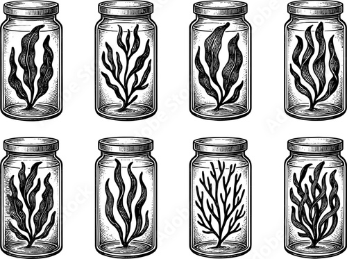 Vintage engraving of seaweed samples in glass jars on white background