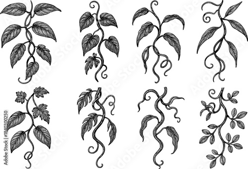 Intricate hand drawn botanical vines and leaves design on white background