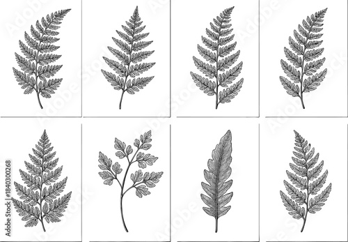 Intricate fern leaf collection in detailed vintage botanical style