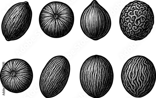 Engraved nut collection: detailed set of hand-drawn nuts with textured shells