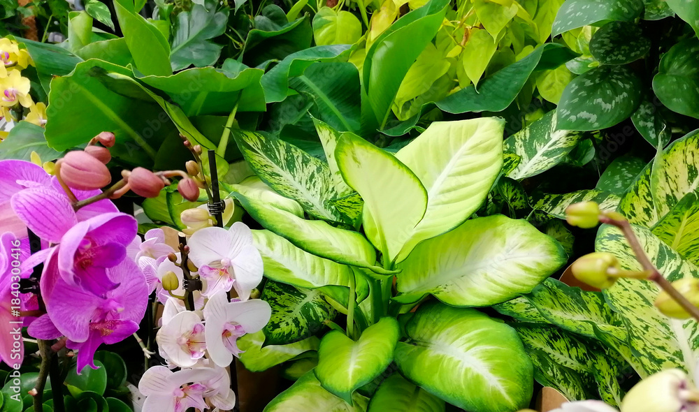 Fototapeta premium Various lush green plants and flowers background full frame stock photo images. Fresh green foliage photo. Different types of orchids, potted plants and flowers close-up stock photo