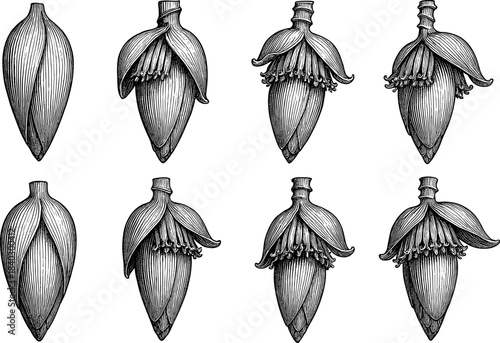 Detailed botanical stages of banana blossoms in engraved style