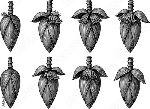 Vintage botanical engraving of banana flowers in various blooming stages
