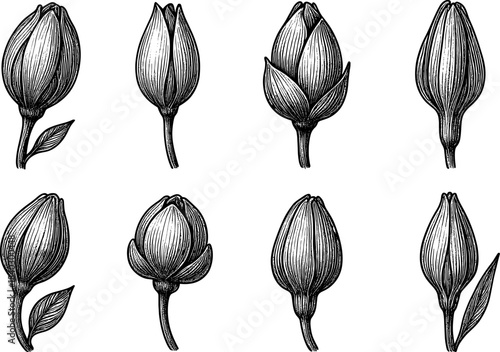 Hand drawn botanical tulip buds set in vintage engraving style