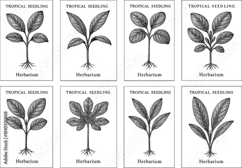 Botanical herbarium: hand-drawn tropical seedlings in detailed vintage panels