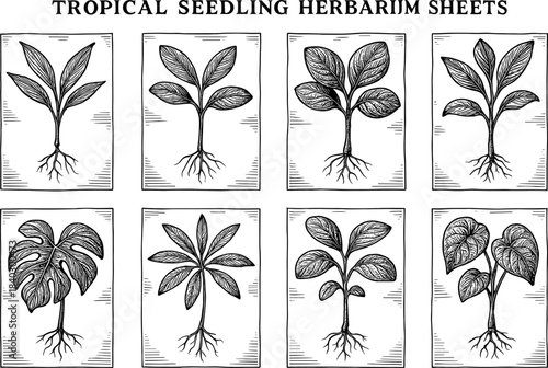 Tropical seedling herbarium sheets with detailed botanical drawings