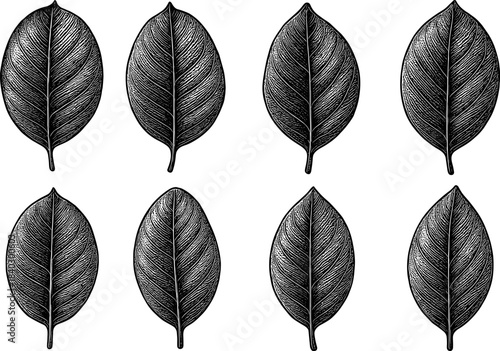 Vintage hand drawn leaves set with detailed veins in black and white pattern