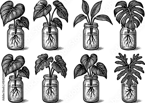 Vintage botanical plant sketches in glass jars with roots and monstera leaves