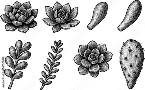 Hand drawn succulent collection with detailed cacti and plant elements