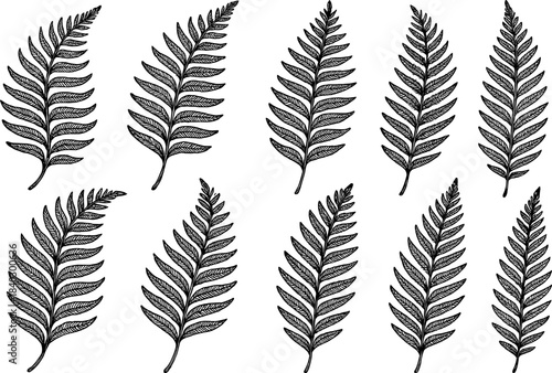 Hand drawn fern leaves collection in black and white