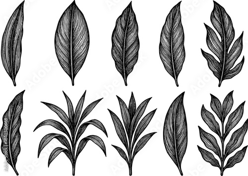 Intricate black and white botanical leaf collection with engraved detail