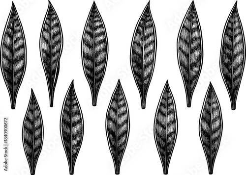 Detailed black and white botanical leaves on white background