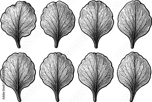 Set of engraved rose petals in black and white with detailed texture