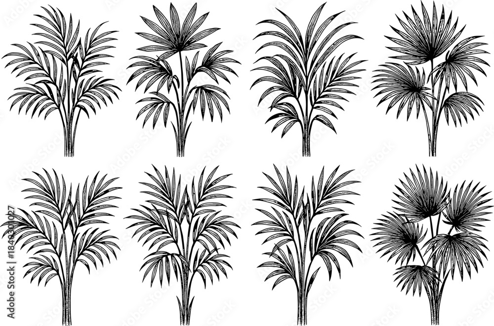 Obraz premium Intricate black and white tropical palm tree silhouettes collection