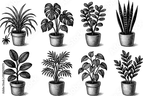Hand drawn potted houseplants collection: monstera, palm, succulent, and more in vintage style