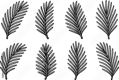 Detailed hand-drawn palm leaves set for nature and botanical designs