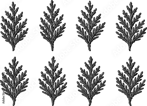 Vintage botanical pattern with hand drawn evergreen leaves on white background