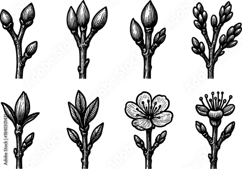 Vintage botanical floral stages: growth of blossoms in detailed ink style