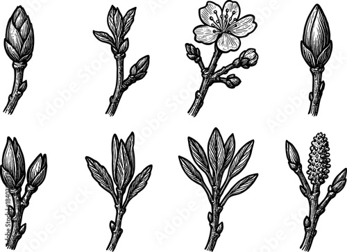 Detailed botanical collection of spring buds and leaves in hand drawn style