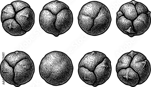 Hand drawn vintage citrus illustrations with detailed botanical texture