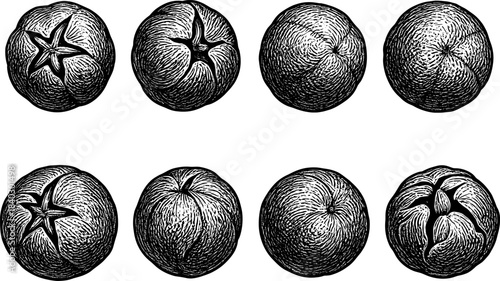 Hand drawn vintage engraving of tomatoes with detailed cross-hatching