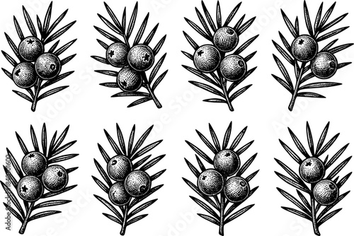 Hand drawn juniper berry branches with vintage botanical style
