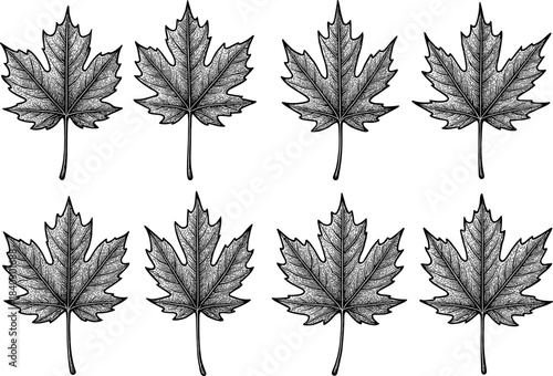 Set of eight hand-drawn maple tree leaves in vintage style for botanical designs