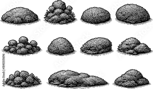 Detailed vintage drawings of various bush shapes and styles