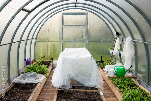 A small greenhouse used as additional heating inside a large greenhouse in early spring to protect tomato plants from night frost.