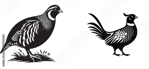 Detailed black and white illustrations of two northern bobwhite quails