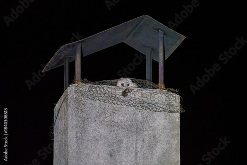 Spooky Owl Perched on a Chimney at Night