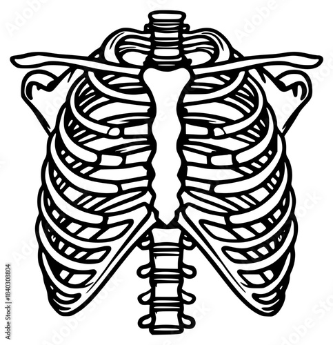 Detailed human ribcage anatomy