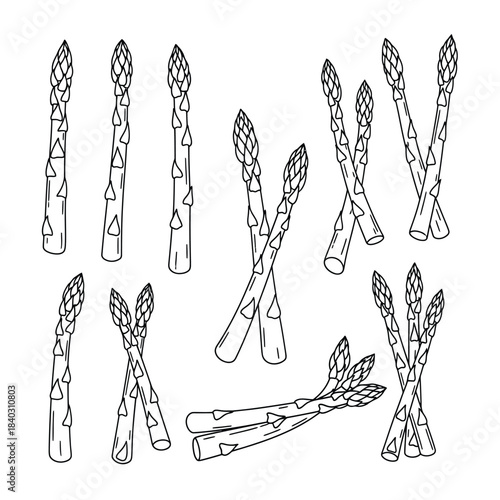 Hand Drawn Asparagus Stalks in Various Arrangements