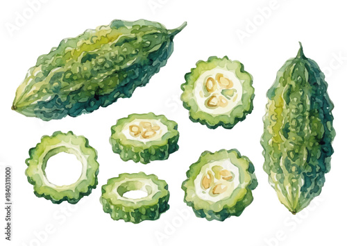 Watercolor-style bitter melon illustration／ゴーヤ