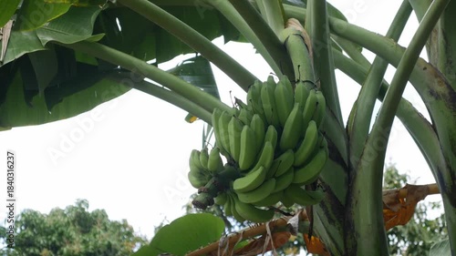 Bunch of raw green bananas hanging on tree in organic garden with blue sky background, tropical agriculture and healthy fruit concept.