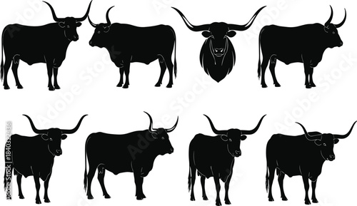 Set of Watusi Cattle Silhouettes: African Cow with Large Horns in Various Positions, Including Head-on View, for Farm and Livestock Designs