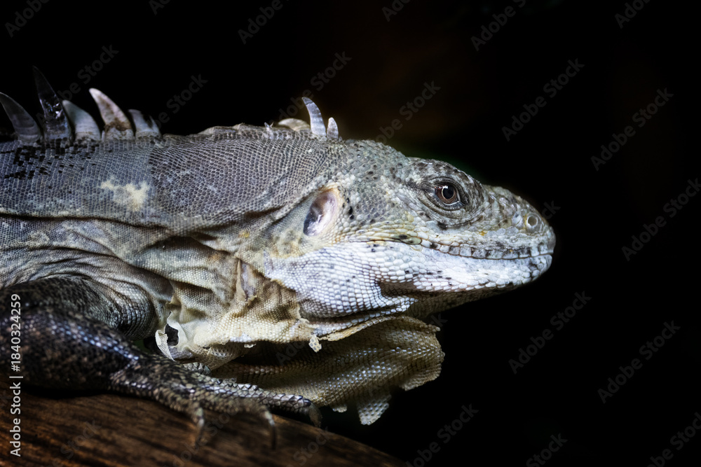 Fototapeta premium Utila spiny-tailed iguana, Ctenosaura bakeri, on tree branch, side view over black background. This species is only found on Utila, an island off the coast of Honduras.