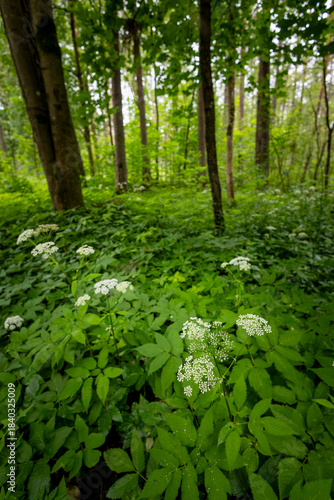 White ground elders blooning in a summer forest landscape. A seasonal scenery of woodlands in Latvia, Europe.