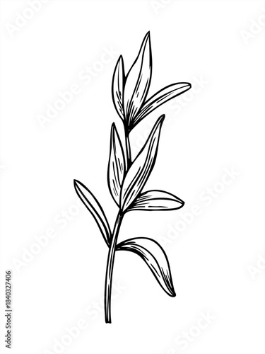 Vector monochrome spring eucalyptus or thyme, leaves branch isolated illustration painted by black inks. Abstract herb line art black ink sketch. Floral element for poster, spa menu, packaging design