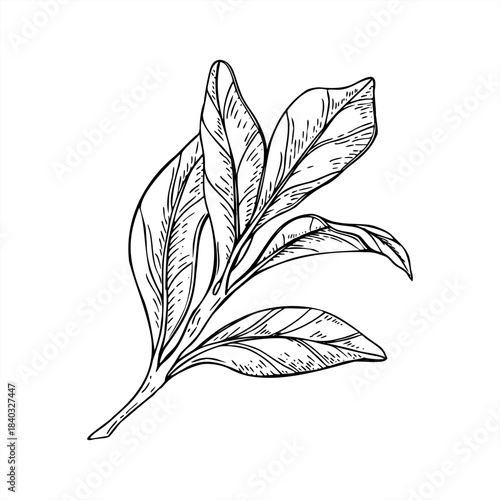Citrus branch with leaves monochrome vector illustration painted by black inks. Etching drawing of lemon, tangerine or orange plant for gourmet food label, restaurant menu, home decor print
