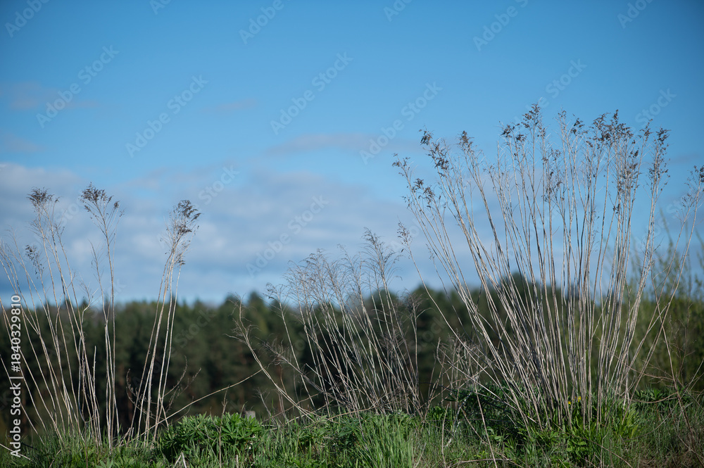 Obraz premium Tall Dry Meadow Stems Against Blue Sky