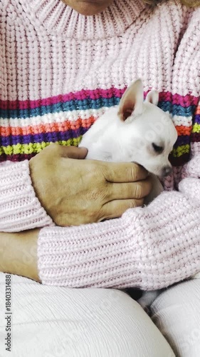White Chihuahua puppy held in the arms of its owner in a tender close-up moment, expressing love, affection, cuddles, and the calming emotional connection of pet therapy and companionship